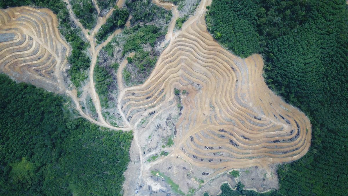 deforested area – eu corporate sustainability reporting directive