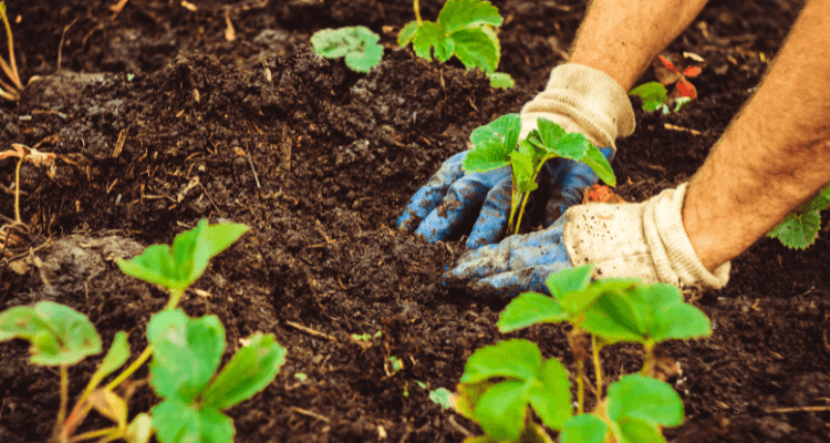 Agropecuária Regenerativa: O próximo diferencial competitivo do agro brasileiro